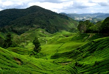 Cameron Highlands